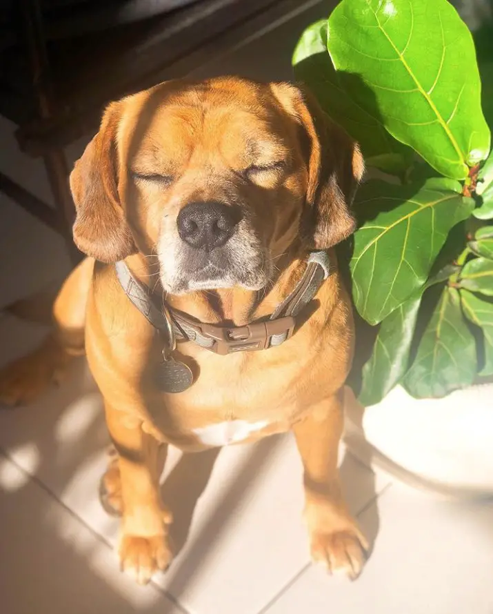 Puggle sitting on the floor next to a potted plant while closing its eyes and getting some sun