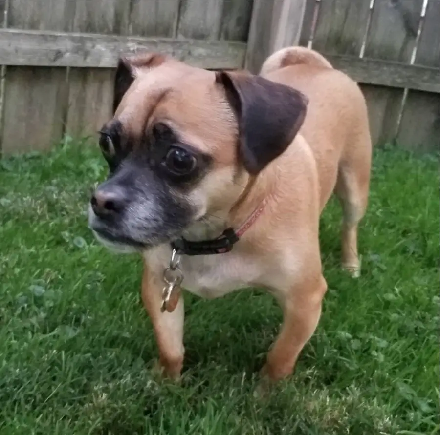 Puggle standing on the green grass with its scared face and a wooden fence behind him