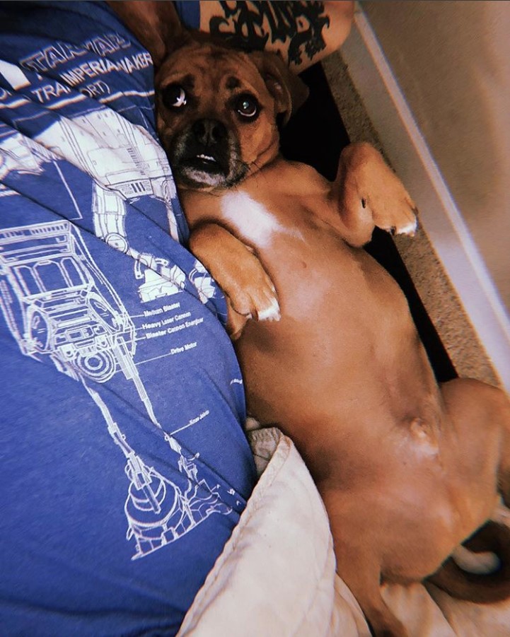 Puggle lying next to a man while staring at him with its sad eyes