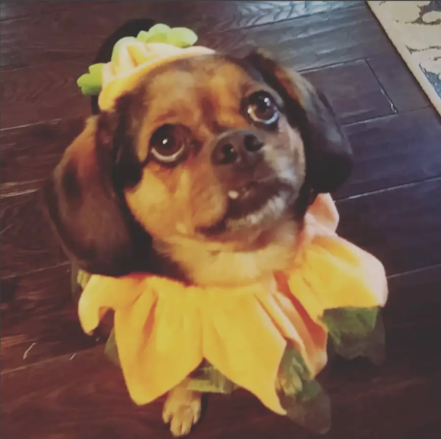 Puggle wearing a Pumpkin costume while sitting on the floor and looking up with its begging face