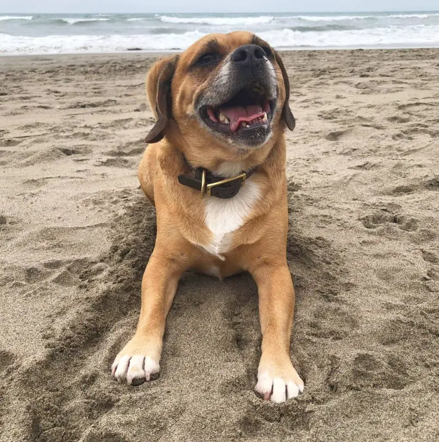 Puggle lying down in the sand while looking up and smiling