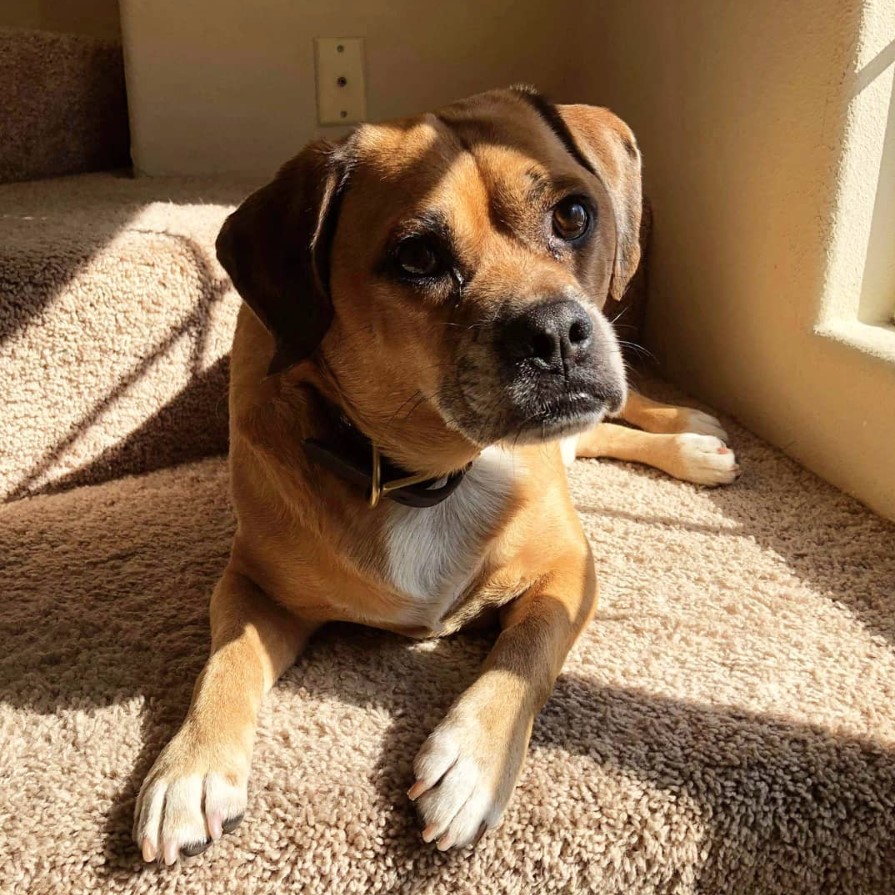 Puggle lying down on the floor while getting some sunlight