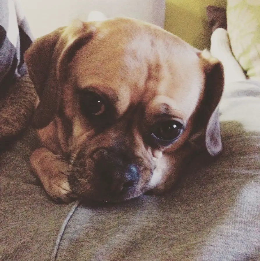 Puggle lying down on the couch with its sad face