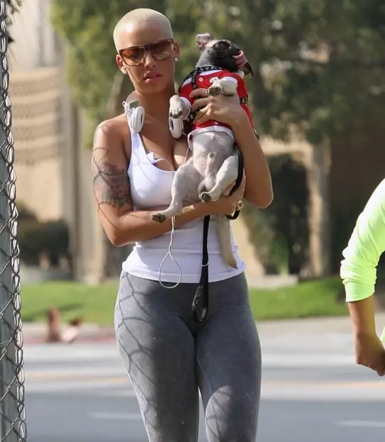 Amber Rose taking a walk while carrying her Pug