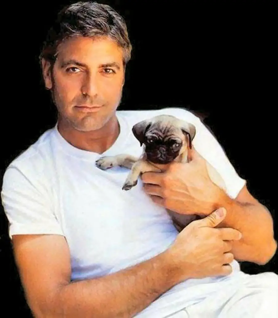 George Clooney holding his pug puppy