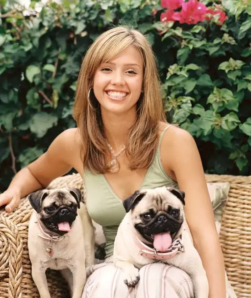 Jessica Alba sitting on the chair with her two pugs in her lap