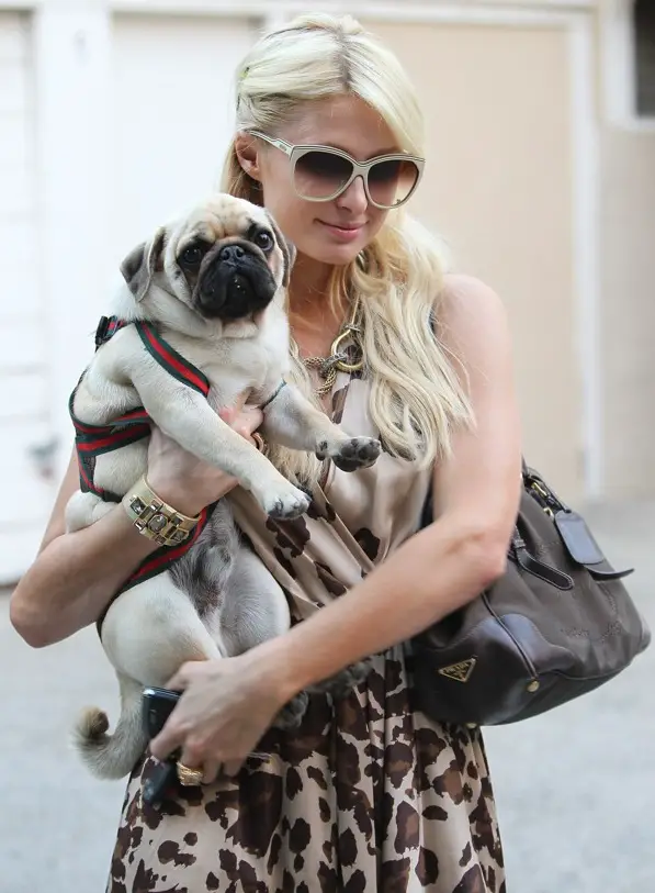 Paris Hilton walking in the street carrying her pug