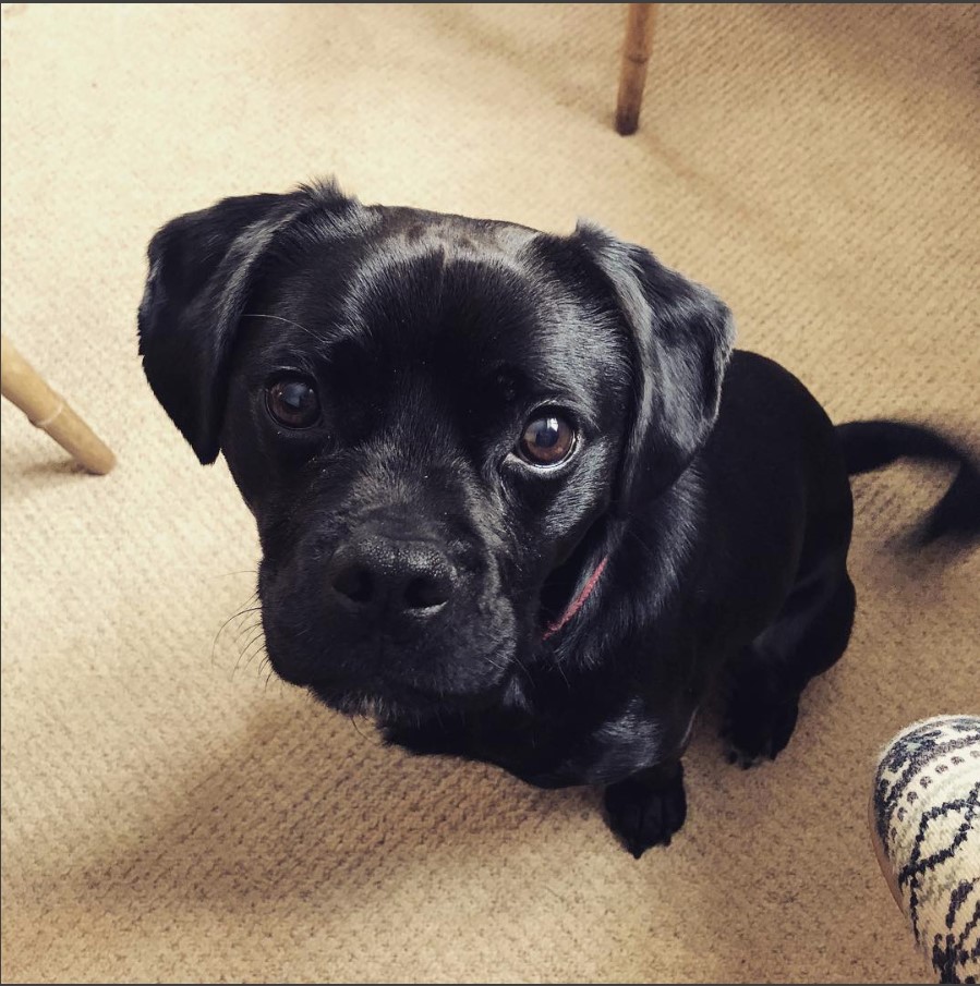 pug lab mix puppy