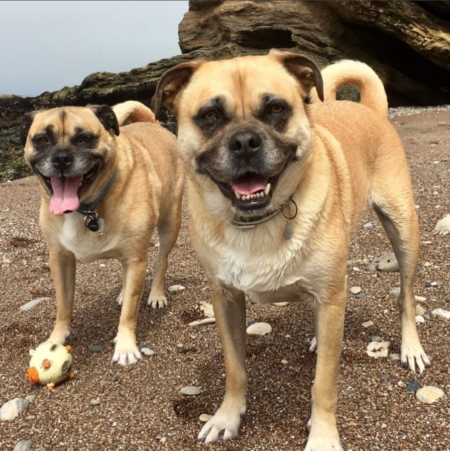 labrador pug mix