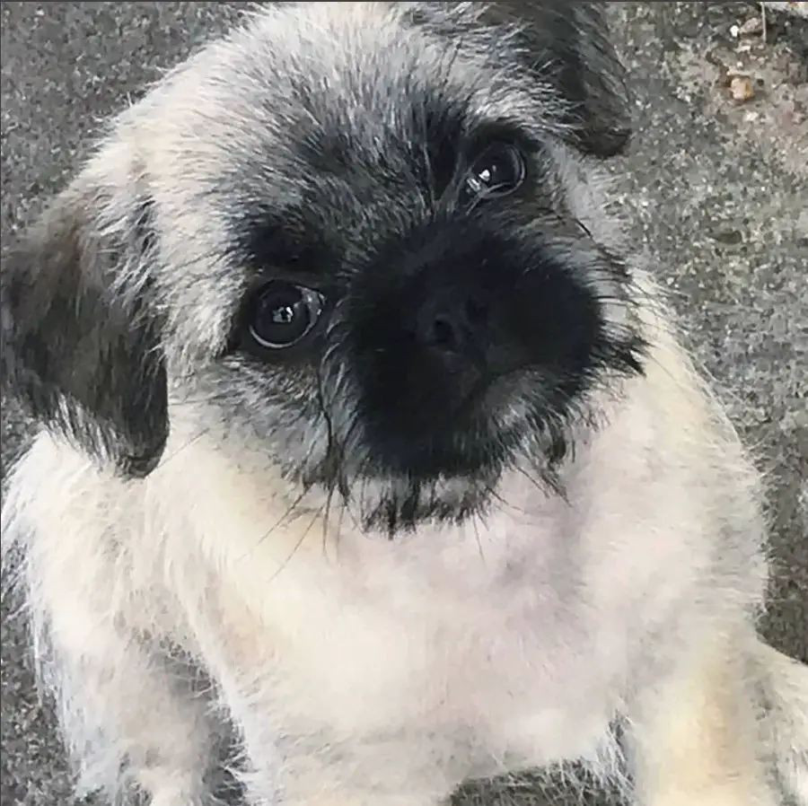 A Malti-Pug sitting on the ground with its begging face
