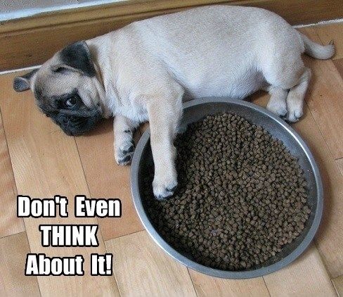 Pug lying on its side on the floor while guarding its dog food in a large tray photo with a text 