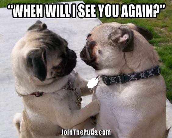 Pug standing up leaning against each other face to face photo with a text 