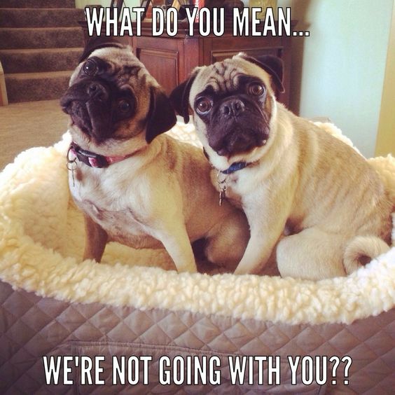 two Pugs sitting on its bed while tilting its head photo with a text 
