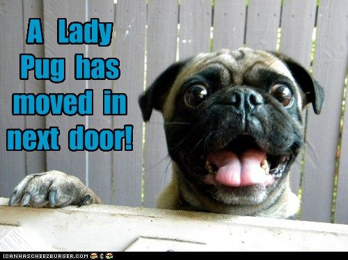 Pug with excited expression standing across the table photo with a text 