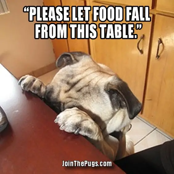 photo of a Pug on the floor while standing up leaning its paws and forehead against the edge of the table with a text 