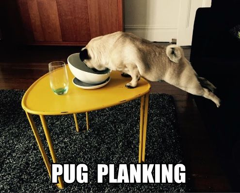 Pug planking towards the bowl on the table with its feet stretched from the couch 