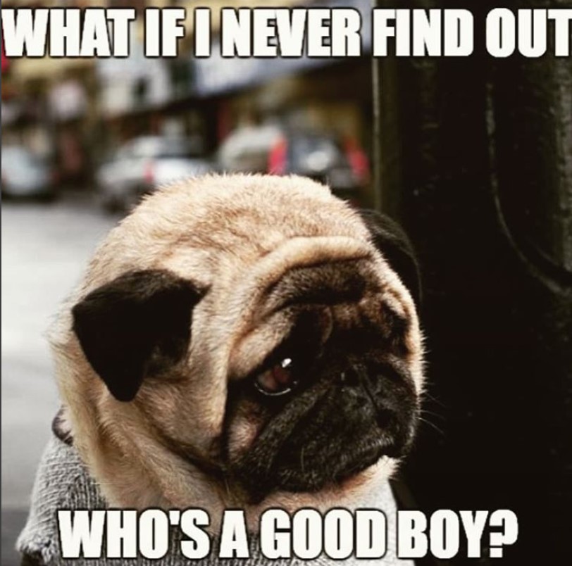 sad face of a Pug photo with a text 