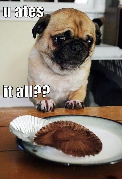 Pug across the table looking the cupcake wrapper on the table with its sad face photo with a text 