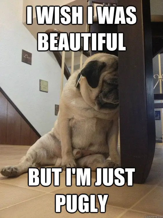 Pug sitting on the floor while leaning its forehead against the feet of the table photo with a text 