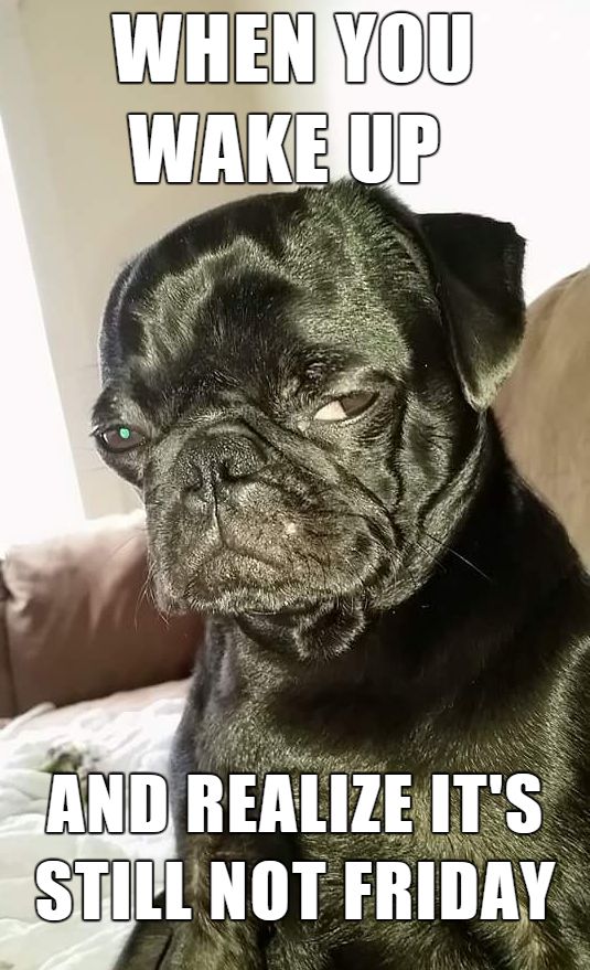 grumpy Pug photo with a text 