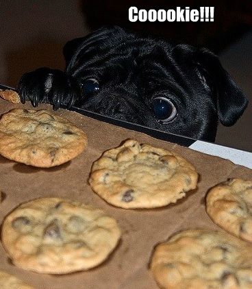 Pug peeking at the cooking on top of the table photo with a text 