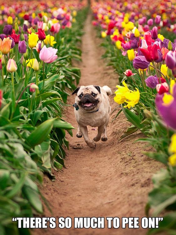 Pug running in the middle of the tulip field photo with a text 