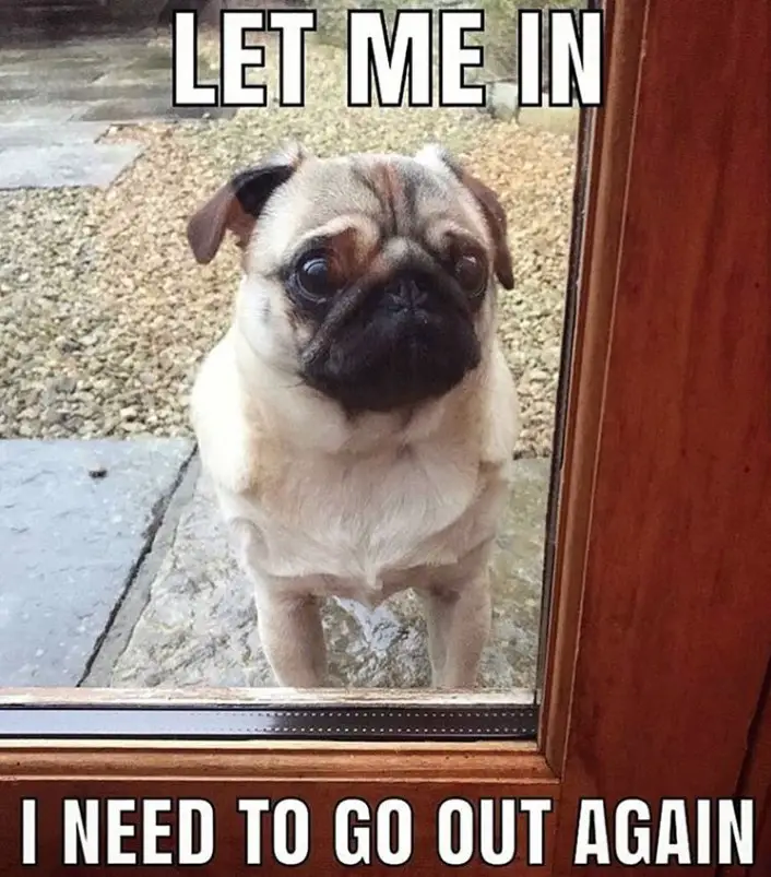 Pug waiting outside behind the glass door with its begging eyes photo with a text 