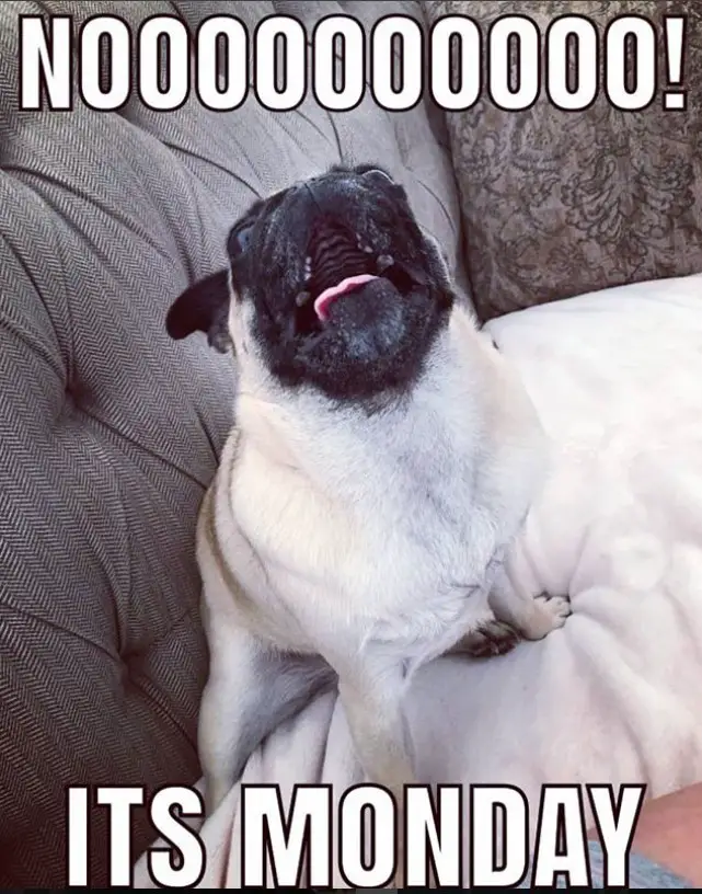 Pug sitting on top of the couch while howling photo with a text 
