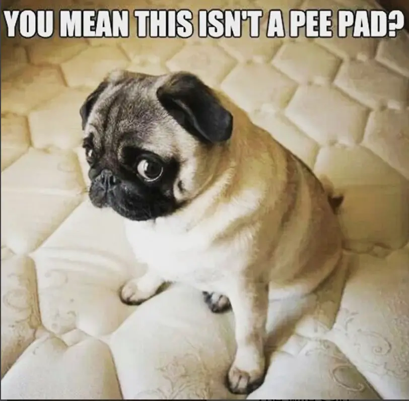 The 28 Funniest Pug Memes of All Time | The Paws