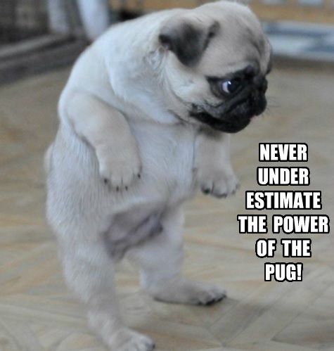 Pug standing up photo with a text 