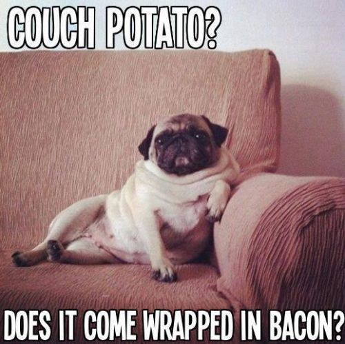 Pug sitting like model on the couch photo with a text 