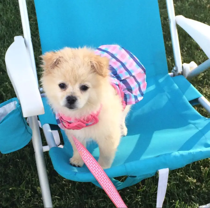 A Pom-A-Pug standing on the chair
