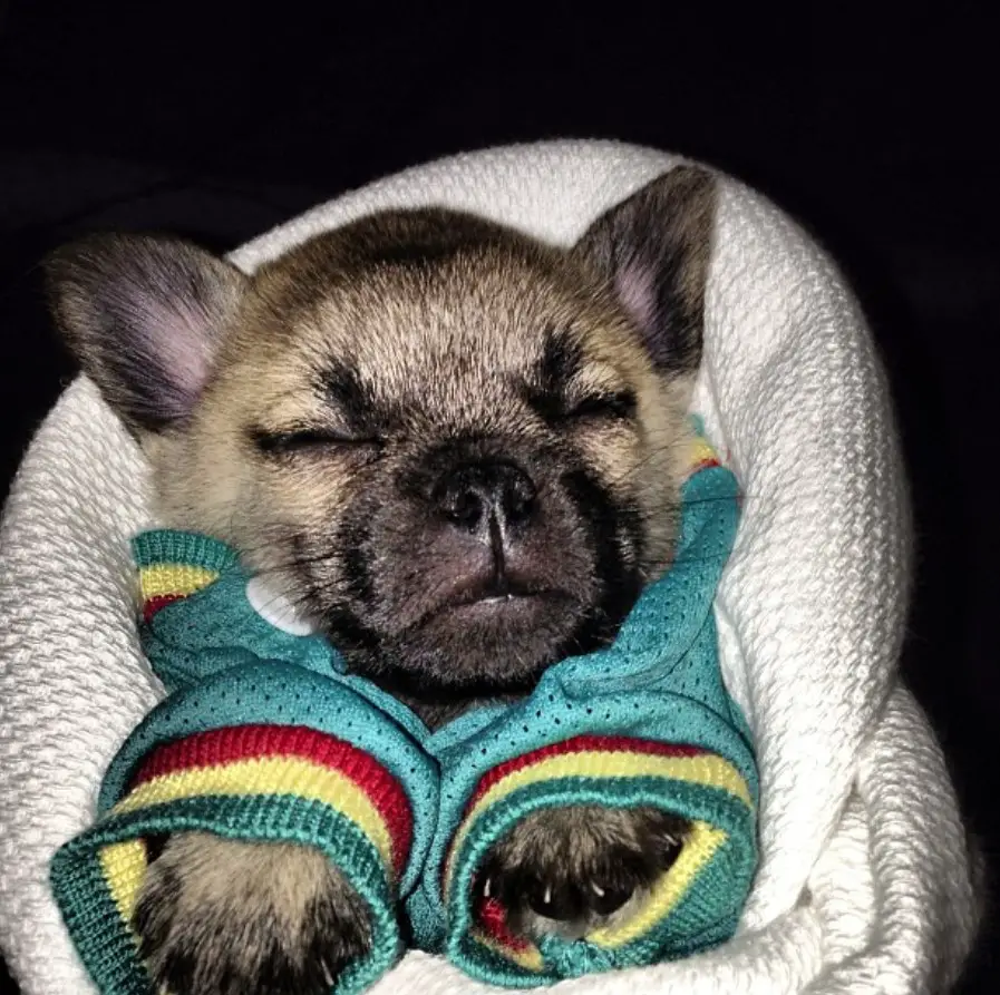 A Pom-A-Pug wearing a cute jacket while sleeping
