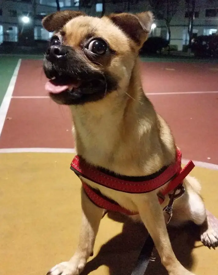 A Pom-A-Pug sitting in the basketball court
