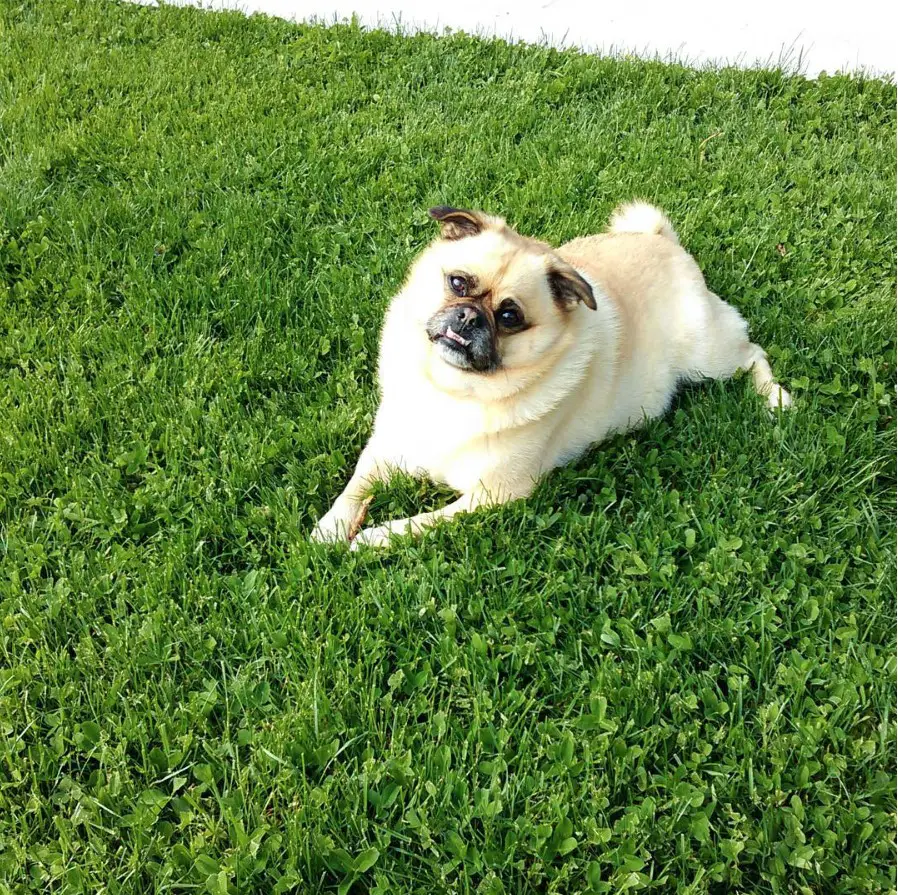 A Pom-A-Pug lying on the grass