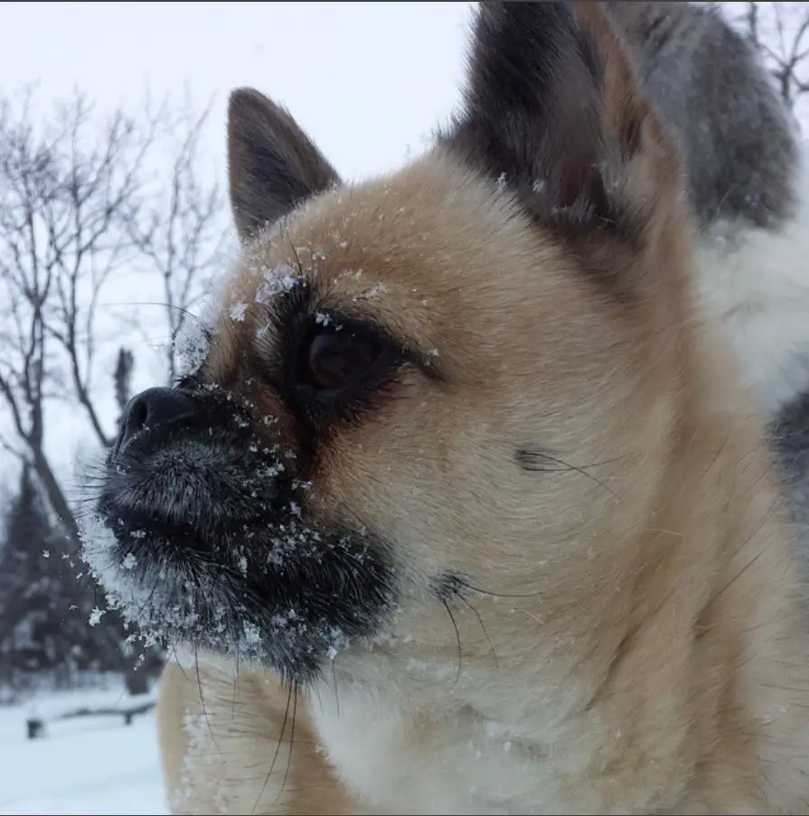 A Pom-A-Pug standing in snow