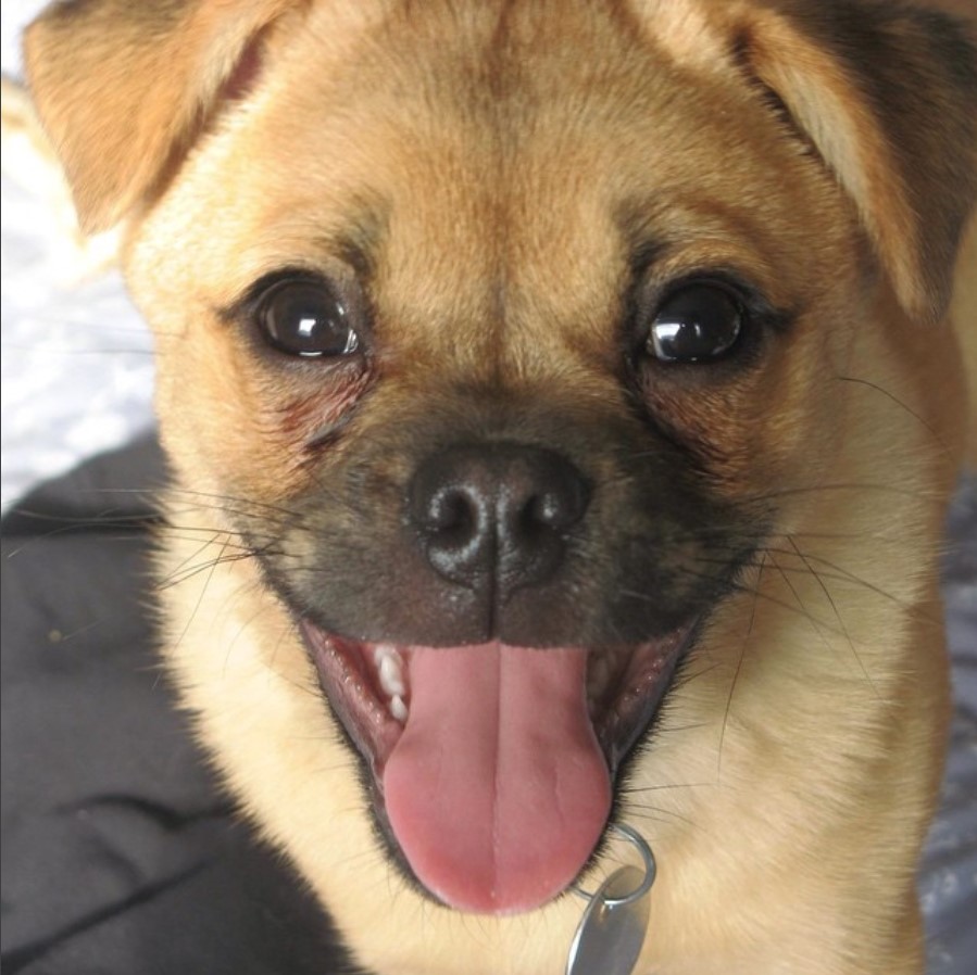 A Pom-A-Pug smiling while standing on the bed