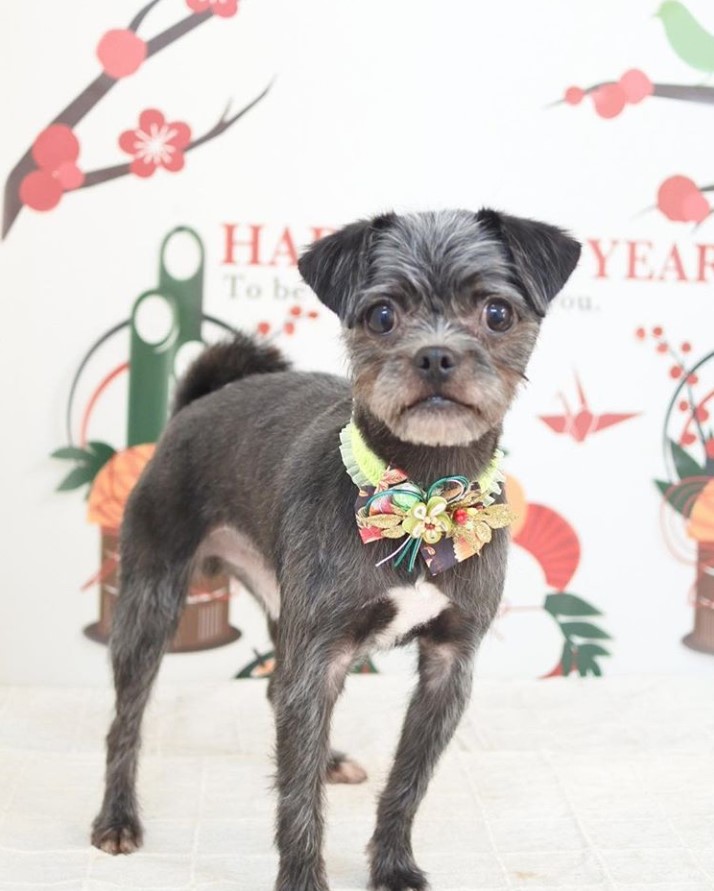 A Pugapoo wearing a floral collar while standing on the floor