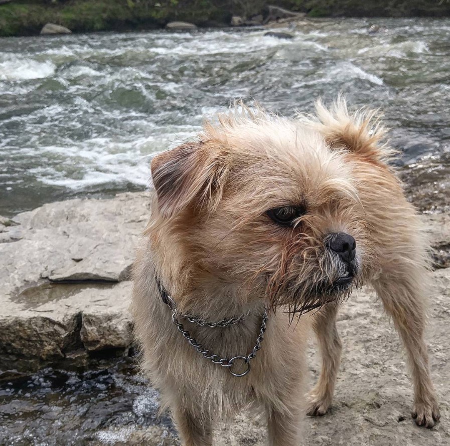 A Pugapoo standing on top of the rock by the river