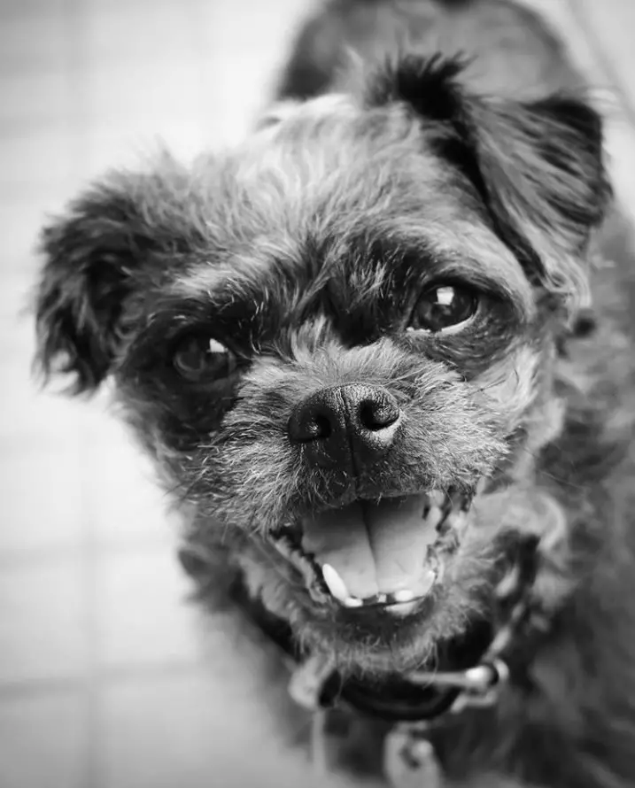 A black and white photo of a Pugapoo standing on the floor while smiling
