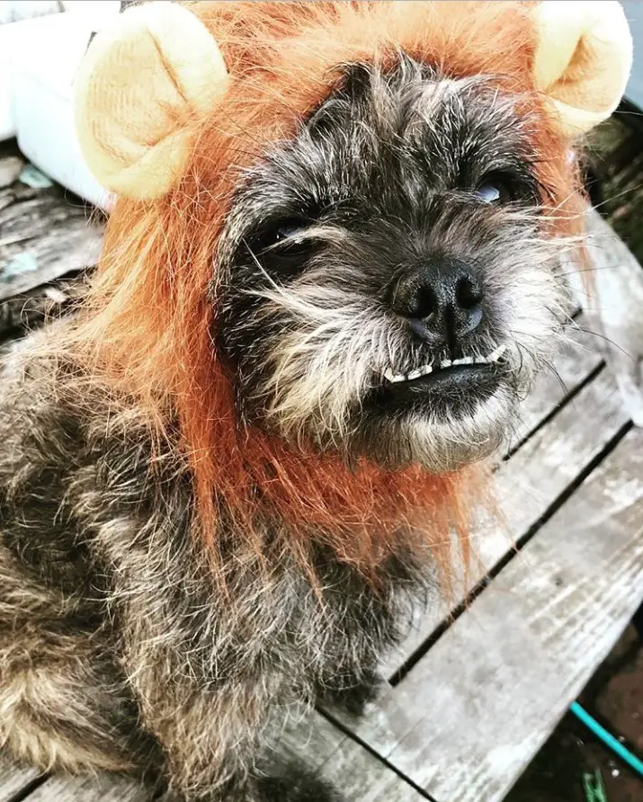 A Pugapoo wearing a lion headpiece while sitting on the bench