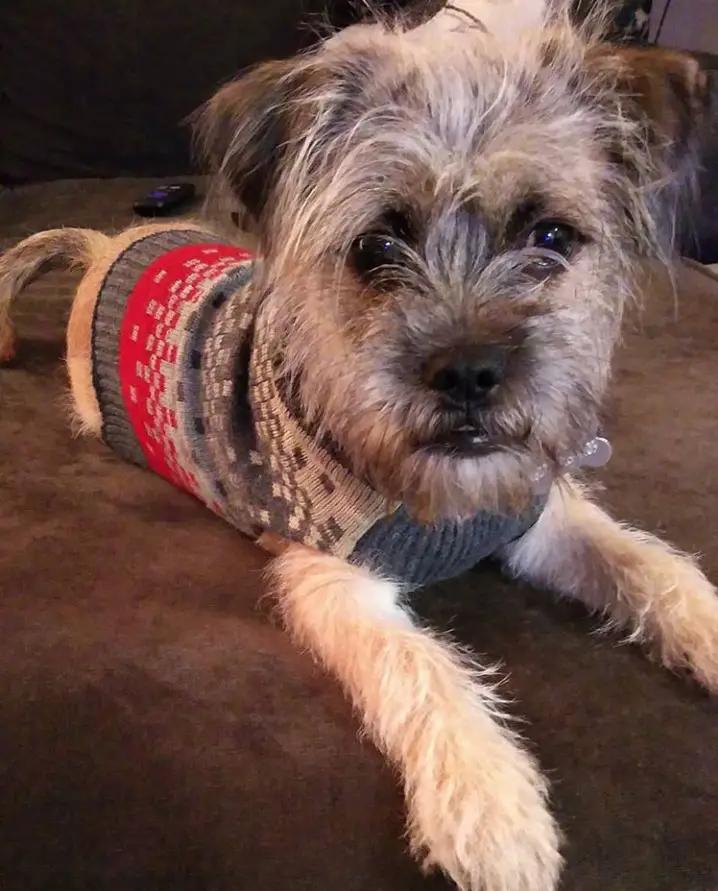 A Pugapoo wearing a sweater while lying on the couch