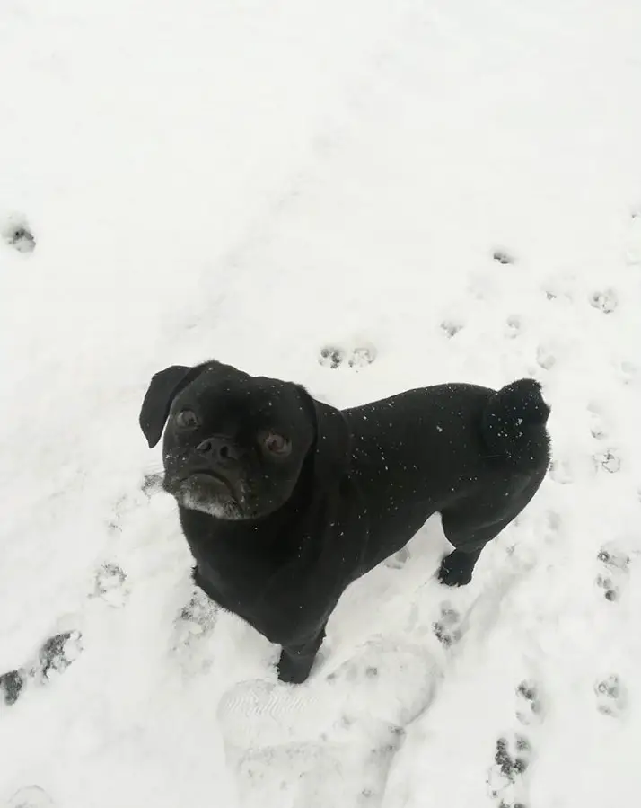 A Pugapoo standing in snow