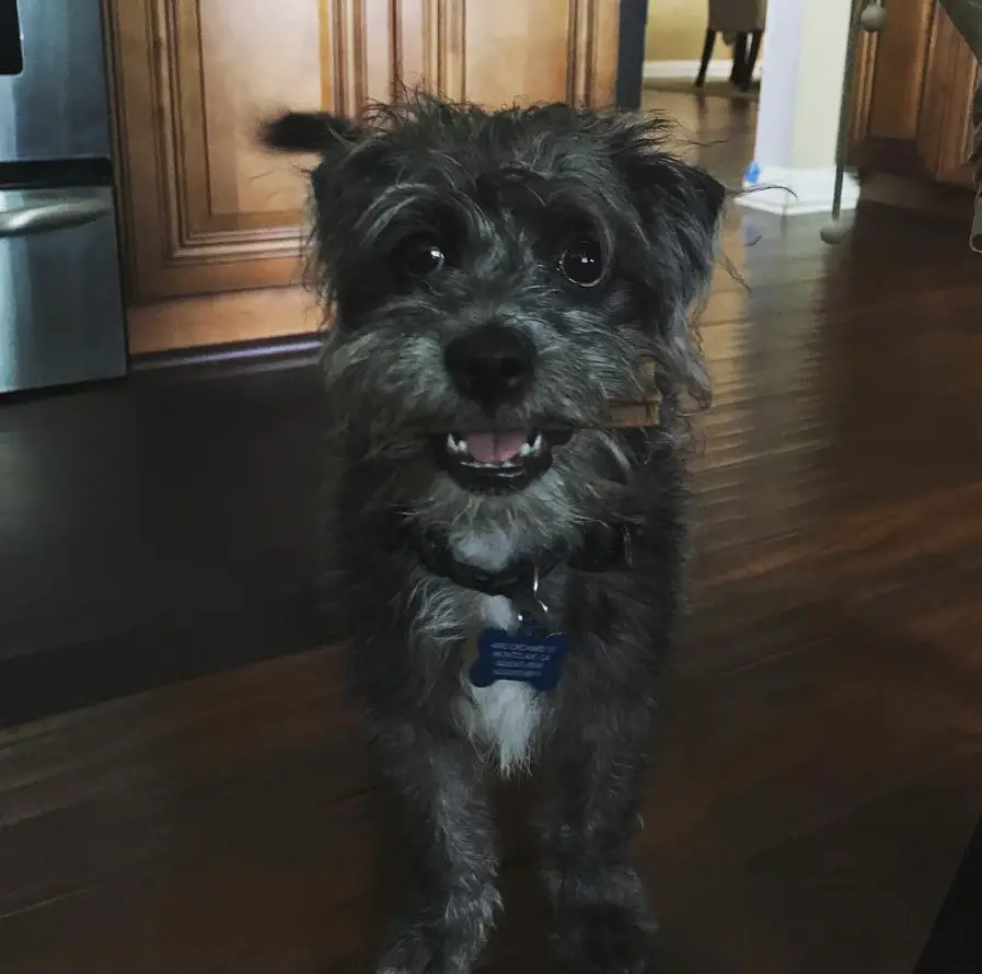 A Pugapoo standing on the floor while smiling