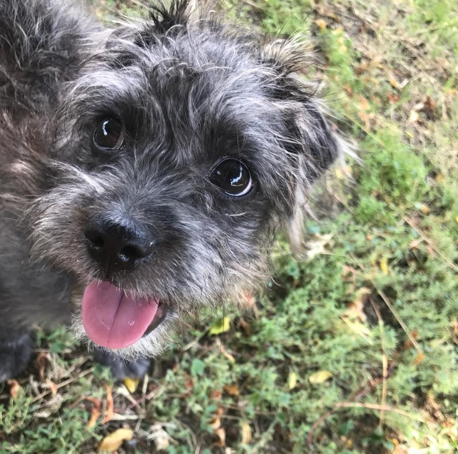 A Pugapoo standing on the grass while smiling