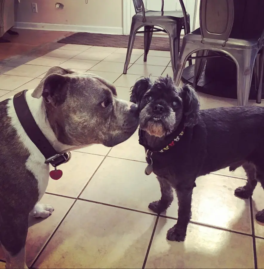 A Pugapoo standing on the floor while staring at the Pitbull dog smelling his face