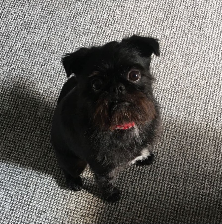 A Pug-Zu sitting on the floor