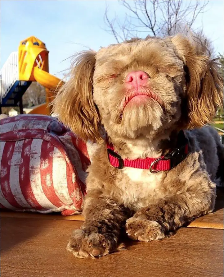 A Pug-Zu lying on top of the table at the park while under the sun