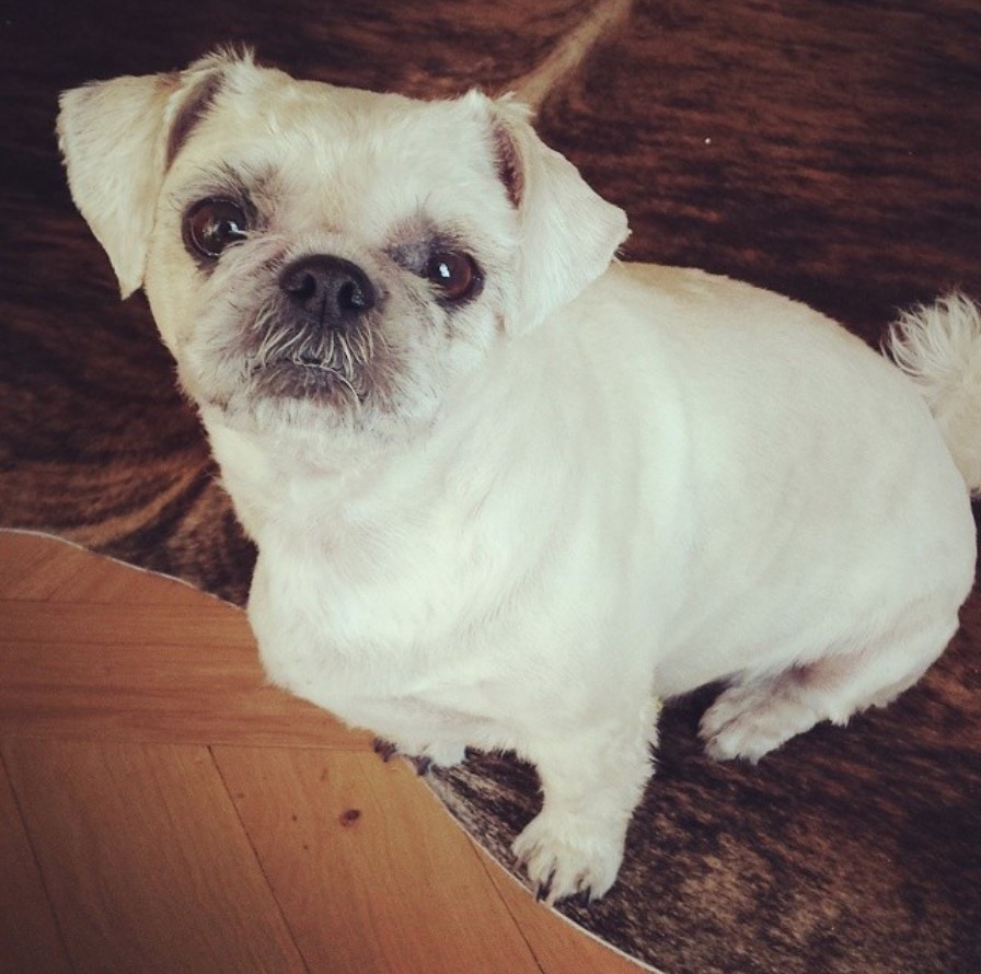 A Pug-Zu sitting on the floor