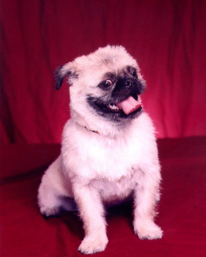 A smiling Pug-Zu while sitting on the carpet